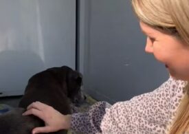 Un câine pierdut a revenit acasă după 12 ani (Video)