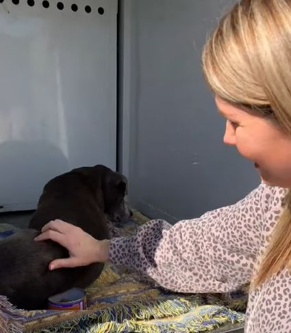 Un câine pierdut a revenit acasă după 12 ani (Video)