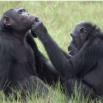 Comportament nou observat la cimpanzei. Ce fac pentru a-și alina rănile, fără pic de egoism