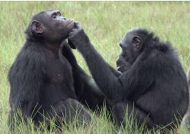 Comportament nou observat la cimpanzei. Ce fac pentru a-și alina rănile, fără pic de egoism