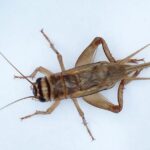 Greierele de casă, a treia insectă autorizată ca ingredient alimentar în UE