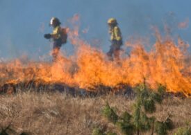 Avem cele mai puţine incendii de vegetaţie din antichitate încoace, dar nu este o veste bună
