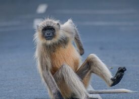 Oamenii de știință au găsit o metodă de a ține maimuțele alcoolice departe de băutură