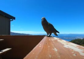 Un papagal a furat o camera GoPro și a făcut o filmare spectaculoasă (Video)