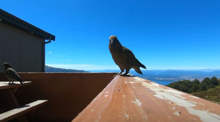 Un papagal a furat o camera GoPro și a făcut o filmare spectaculoasă (Video)