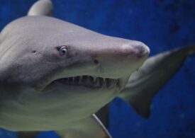 Primul atac mortal al unui rechin în Sydney, după aproape 60 de ani