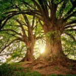 Câte specii de copaci sunt pe Pământ și câte nu au fost descoperite încă – Studiu