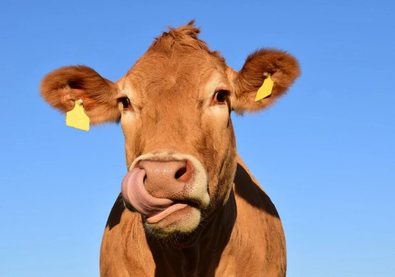 Banca Mondială: Peste 80% din subvențiile agricole din UE sunt direcționate spre produse animale cu emisii intensive de carbon