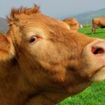 Vacile din UE vor fi hrănite cu furaje speciale, ca să fie reduse emisiile de metan