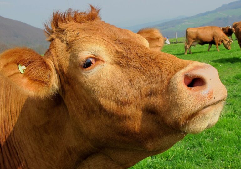 Vacile din UE vor fi hrănite cu furaje speciale, ca să fie reduse emisiile de metan