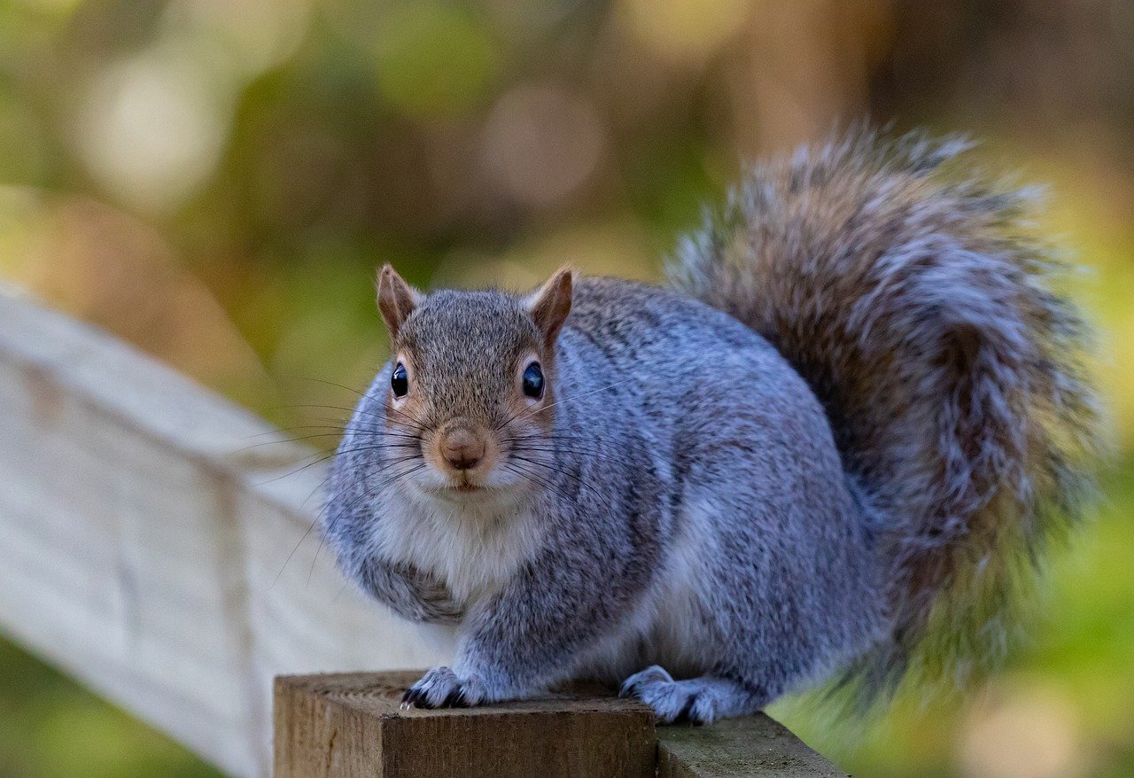 De ce se mănâncă veveriţe în UK? Bucătarii luptă pentru mediu ...
