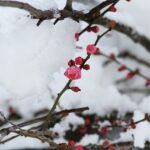 Vremea în săptămâna 20-26 februarie 2023: Avem temperaturi de aprilie!