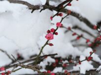 Vremea se schimbă radical: Codul de viscol expiră. România se împarte între primăvară și ger