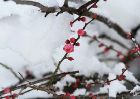 Vremea în săptămâna 27 februarie - 5 martie: Iarna mai stă!