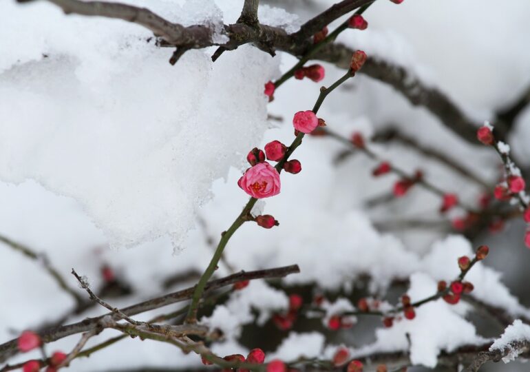 Vremea în săptămâna 27 februarie - 5 martie: Iarna mai stă!