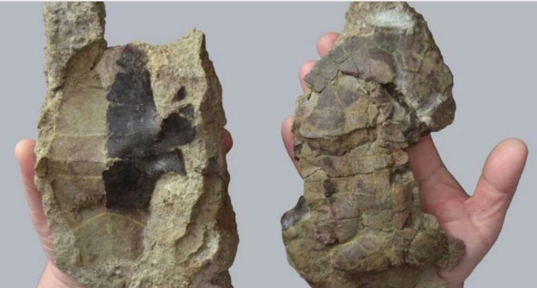 O broască țestoasă străveche din Transilvania a supraviețuit extincției dinozaurilor. Cum a fost posibil