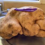 ”Cel mai mare cartof din lume”, cu pretenții la Cartea Recordurilor, nici măcar nu e un cartof! Ce-au arătat testele ADN