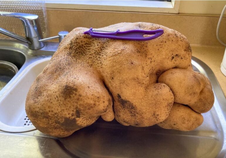 ”Cel mai mare cartof din lume”, cu pretenții la Cartea Recordurilor, nici măcar nu e un cartof! Ce-au arătat testele ADN