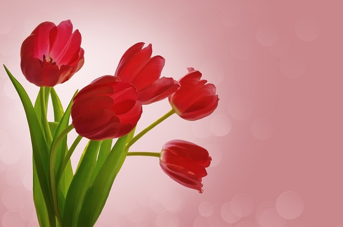Lalelele roșii - cele mai îndrăgite flori ale primăverii