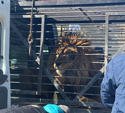 Leul Simba, mascota oraşului Zaporojie, şi o lupoaică din Ucraina au ajuns la Rădăuţi  (Video). Organizația Animals International face apel la Guvern