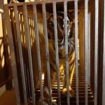 Tigri şi lei salvaţi din Ucraina. Mai sunt zeci de animale în nevoie de ajutor