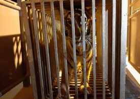 Tigri şi lei salvaţi din Ucraina. Mai sunt zeci de animale în nevoie de ajutor