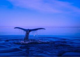 Balenele cu cocoașă au fost scoase de pe lista speciilor pe cale de dispariție. Câte exemplare numără acum specia