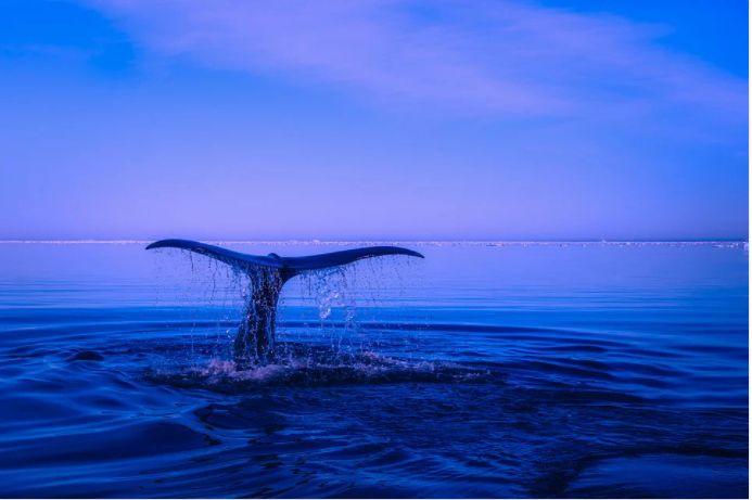 Balenele cu cocoașă au fost scoase de pe lista speciilor pe cale de dispariție. Câte exemplare numără acum specia