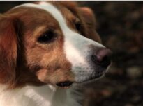 Infernul câinilor din județul Suceava. Medic veterinar, acuzat oficial de uciderea a peste 600 de câini