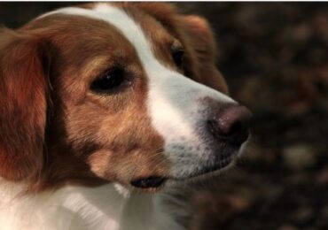 Infernul câinilor din județul Suceava. Medic veterinar, acuzat oficial de uciderea a peste 600 de câini. Motive inventate pentru eutanasiere: agresivitate, fractură, bătrânețe