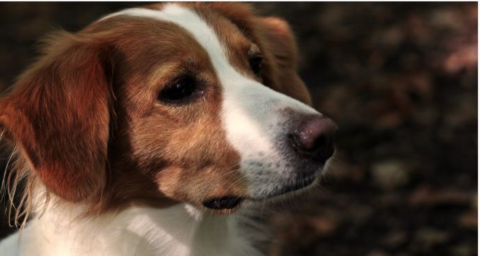 Viagra pentru câini? Pilula albastră poate salva viața unor patrupede