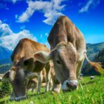 Vacile modificate genetic au primit undă verde în SUA