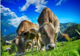 Vacile modificate genetic au primit undă verde în SUA