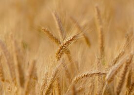 Fermierii români cer Guvernului să interzică importul cerealelor din Ucraina: Sectorul agroalimentar național este în pericol