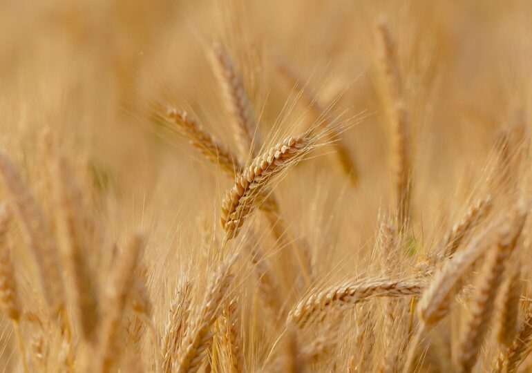 Fermierii români au ajuns la un acord cu ministrul Agriculturii în scandalul cerealelor