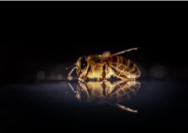 Fenomenul bizar care poate fi fatal pentru albine