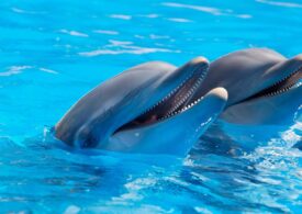 Rusia a trimis delfini antrenați militar la o bază navală din Marea Neagră