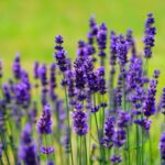 Cum afectează schimbările climatice peisajul local. Studiu de caz – lavanda şi goji la Sighişoara