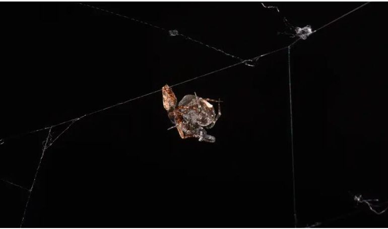 Păianjenul care a creat un sistem de catapultare, ca să nu mai fie mâncat de femelă după împerechere