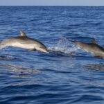 Mai mulţi delfini şi lei de mare din Ucraina vin la Delfinariul din Constanţa (Video)