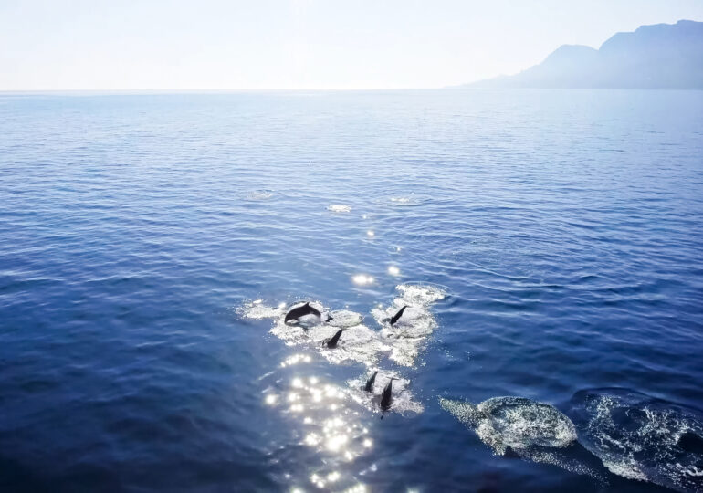 Mor delfinii în Marea Neagră din cauza războiului