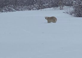 Apariţie ''foarte neobişnuită'': Un urs polar  a ajuns în sudul Canadei