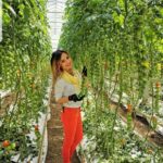 Cum a reușit o economistă să cultive roșii de milioane într-o seră ultramodernă din Cluj
