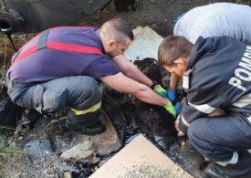 O căţeluşă captivă în smoală a fost salvată de pompierii din Argeș după 4 ore de intervenţie (Foto)