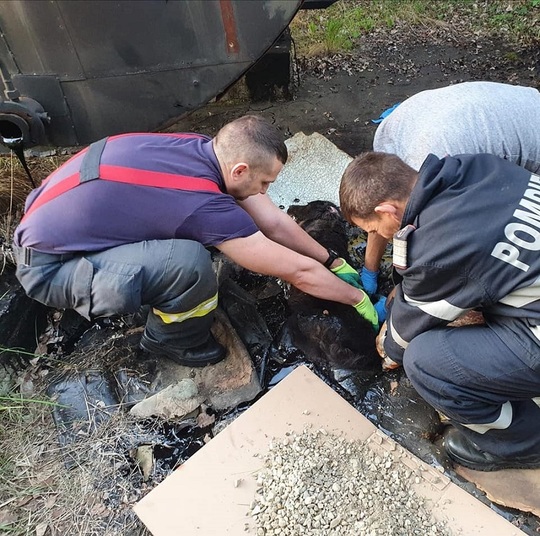 O căţeluşă captivă în smoală a fost salvată de pompierii din Argeș după 4 ore de intervenţie (Foto)