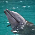 Cum merg delfinii la dermatologul oceanului
