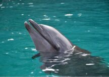 Peste 100 de delfini au murit în Amazonul brazilian din cauza creșterii temperaturii apei