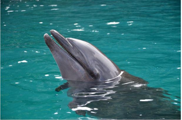 Cum merg delfinii la dermatologul oceanului