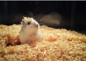 Oamenii de știință au modificat genetic hamsterii, transformându-i, din greșeală, în niște „monștri agresivi“