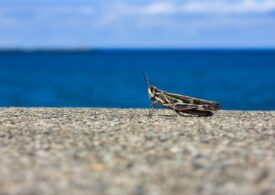 Invazie de lăcuste în Sardinia